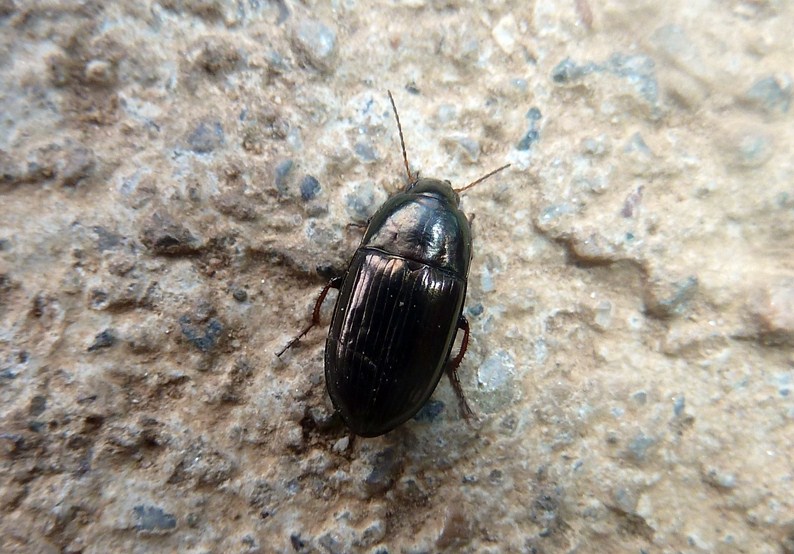Amara aenea