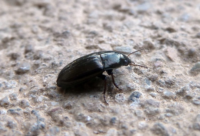 Amara aenea