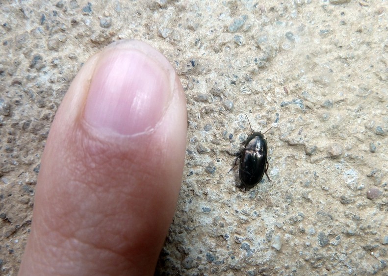 Amara aenea