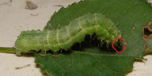 Larva di  Noctuidae Plusiinae:  cfr. Chrysodeixis chalcites