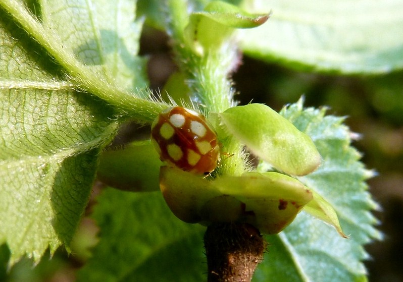 Vibidia duodecimguttata