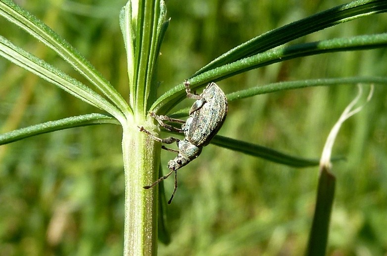 Phyllobius pyri