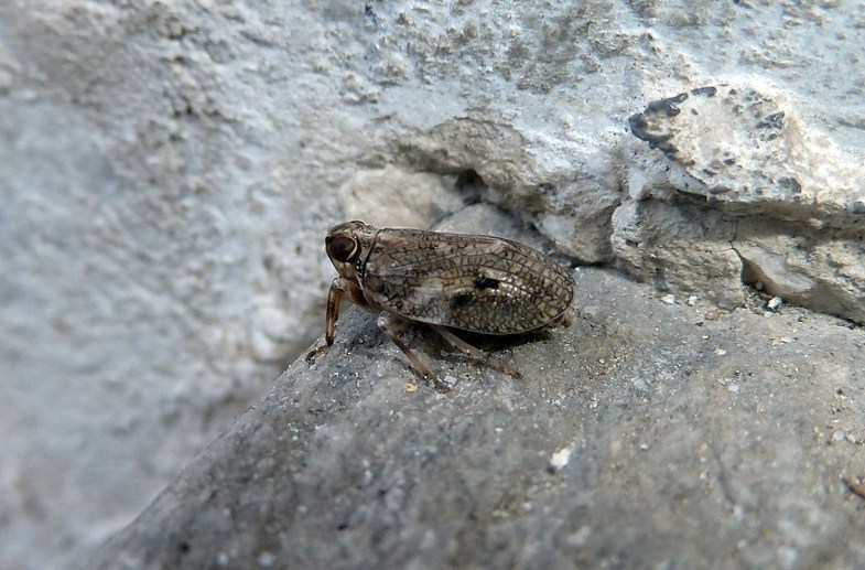 Da identificare - Issus cfr. coleoptratus.