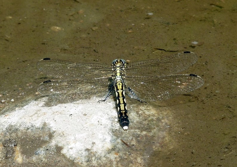 Identificazione e dubbio etologico - Orthetrum albistylum