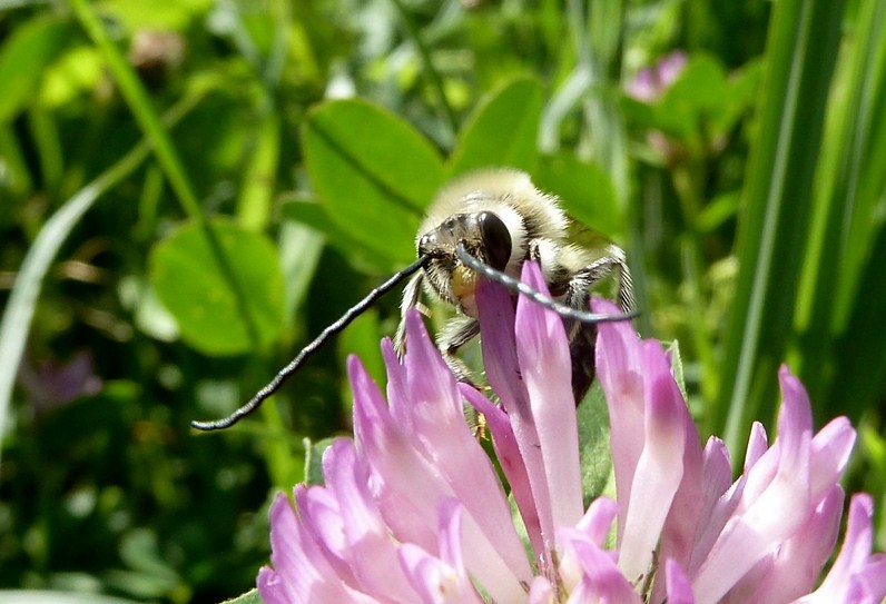 Eucera sp.?