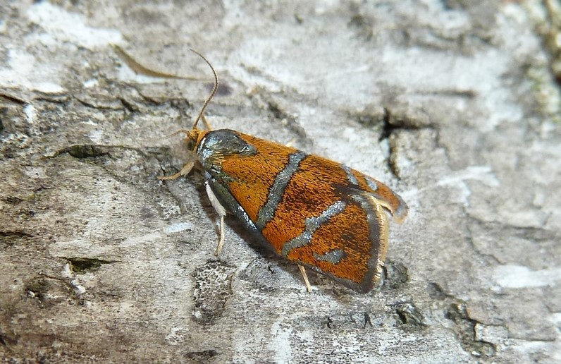 Pupa e adulto: Ptycholoma lecheana (Tortricidae)
