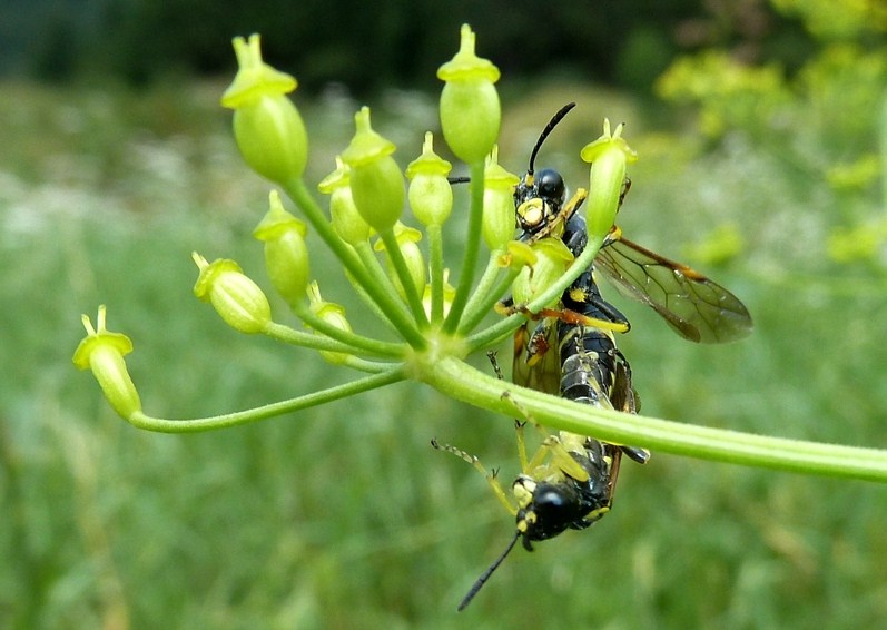 Altri Tenthredo sp. in accoppiamento