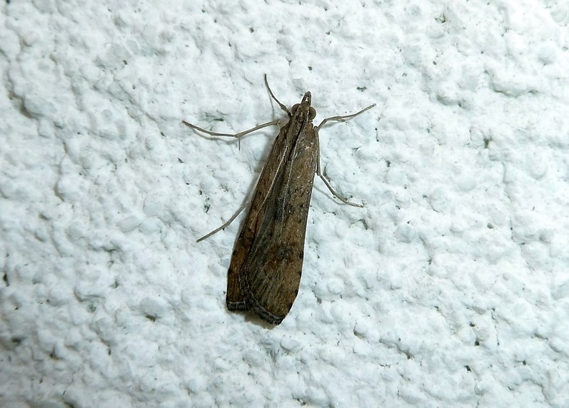 Da identificare - Nomophila noctuella