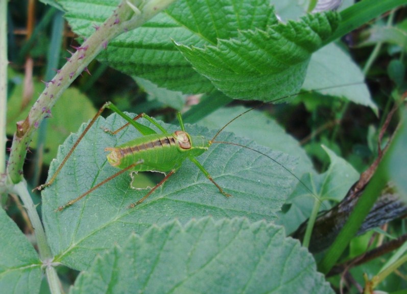 Tettigoniidae? No. Maschio di Leptophyes laticauda