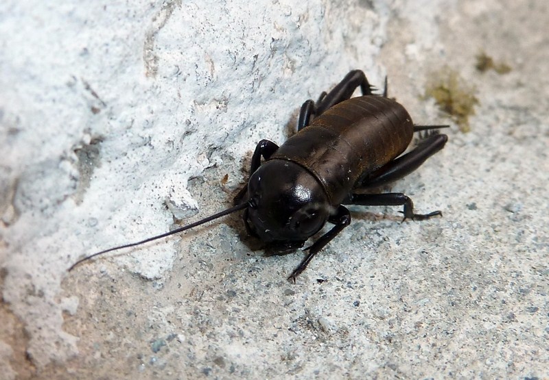 Gryllus bimaculatus?