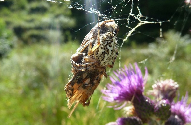 Predatori di farfalle