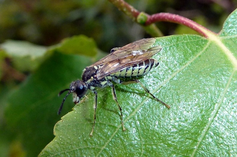 maschio e femmina di Tenthredo sp.