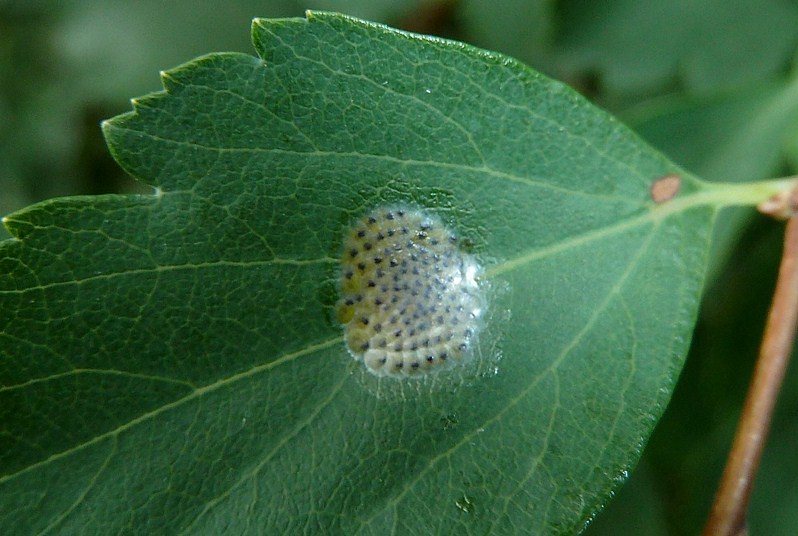 Ovatura da identificare - Tortricidae