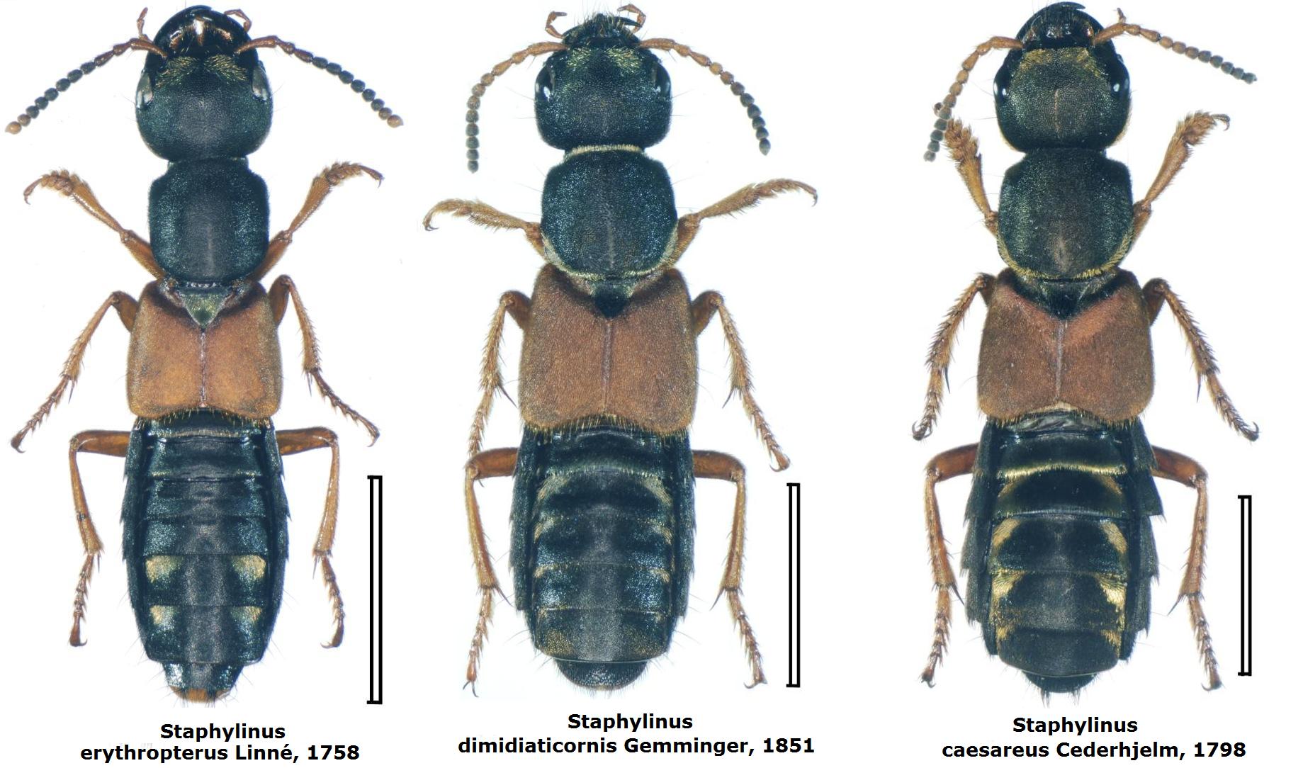 Staphylinidae da id. - Staphylinus erythropterus