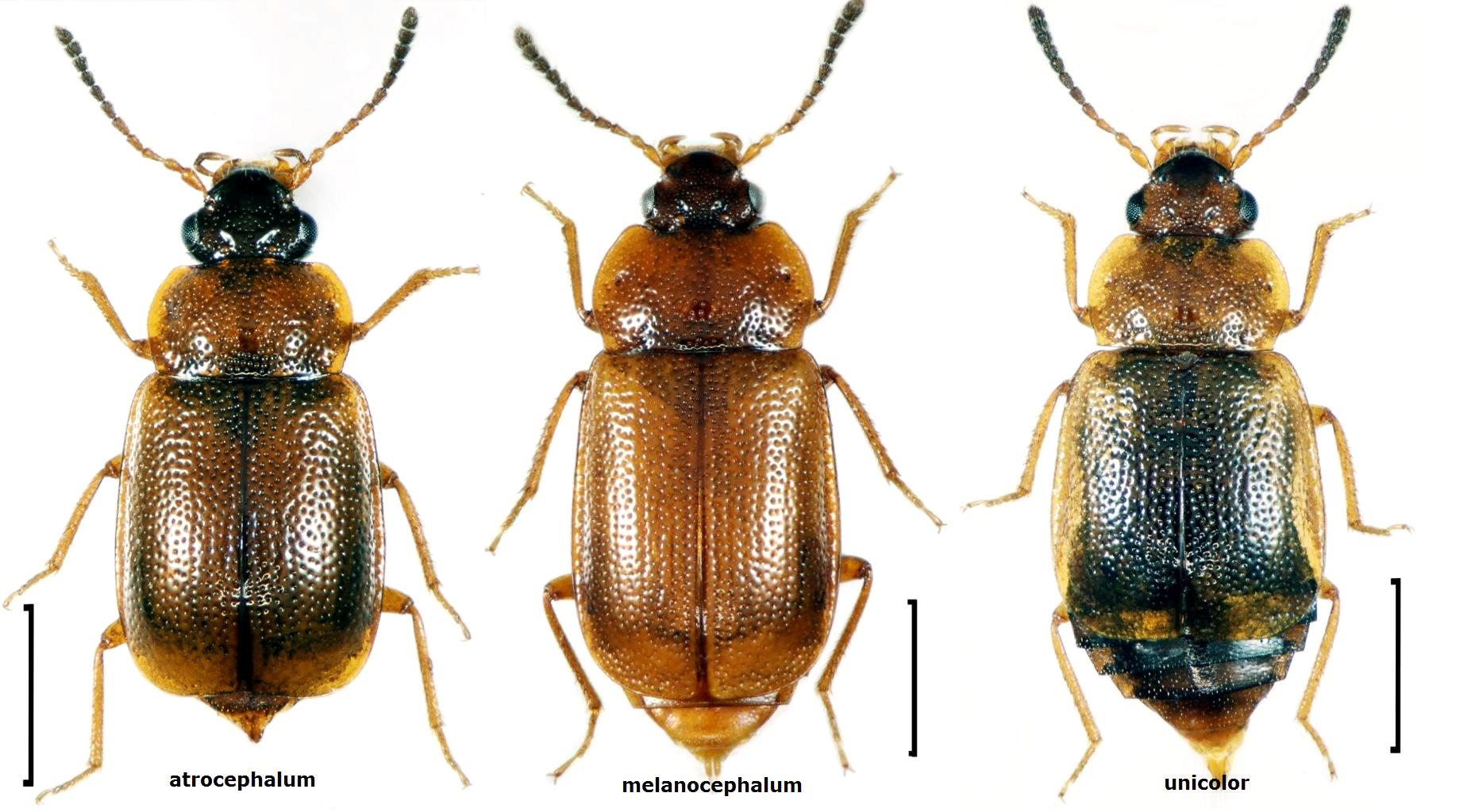 Anthobium atrocephalum - Staphylinidae