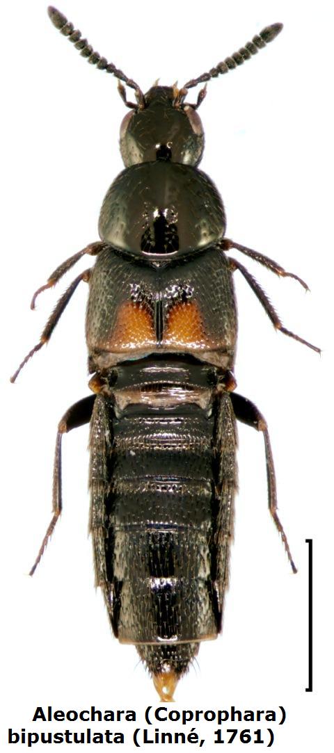 Aleochara bipustulata? (Staphylinidae)