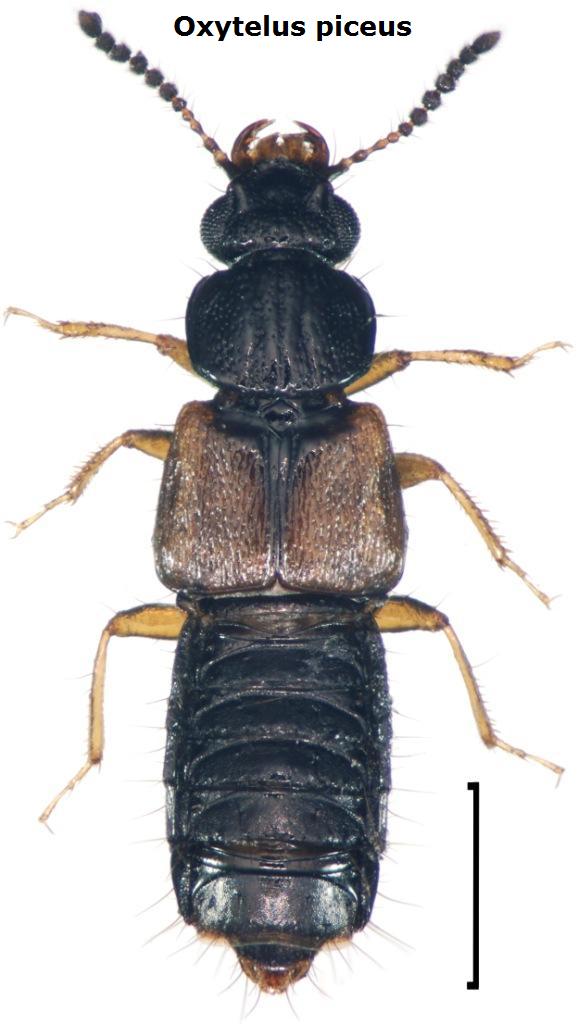 Staphylinidae