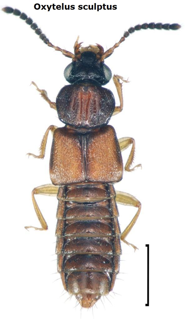 Staphylinidae