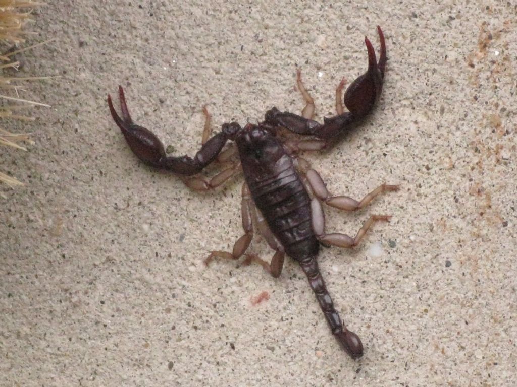 Euscorpius  flavicaudis ?