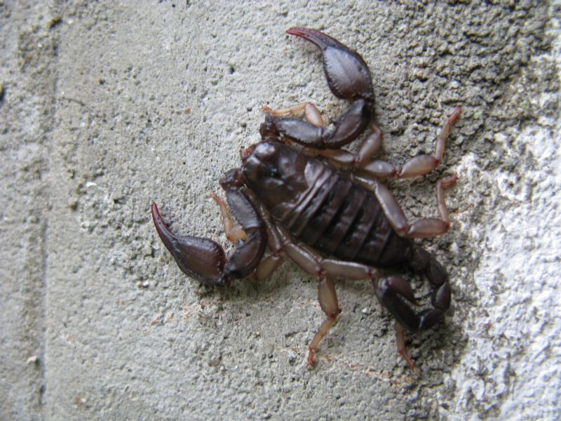 Euscorpius  flavicaudis ?