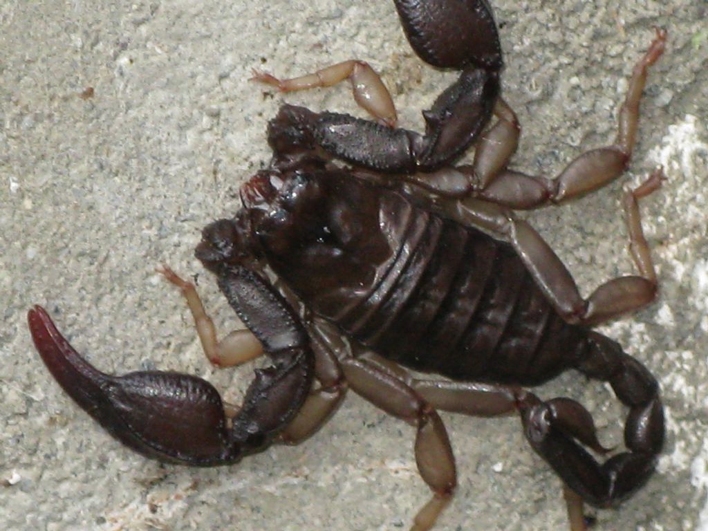Euscorpius  flavicaudis ?
