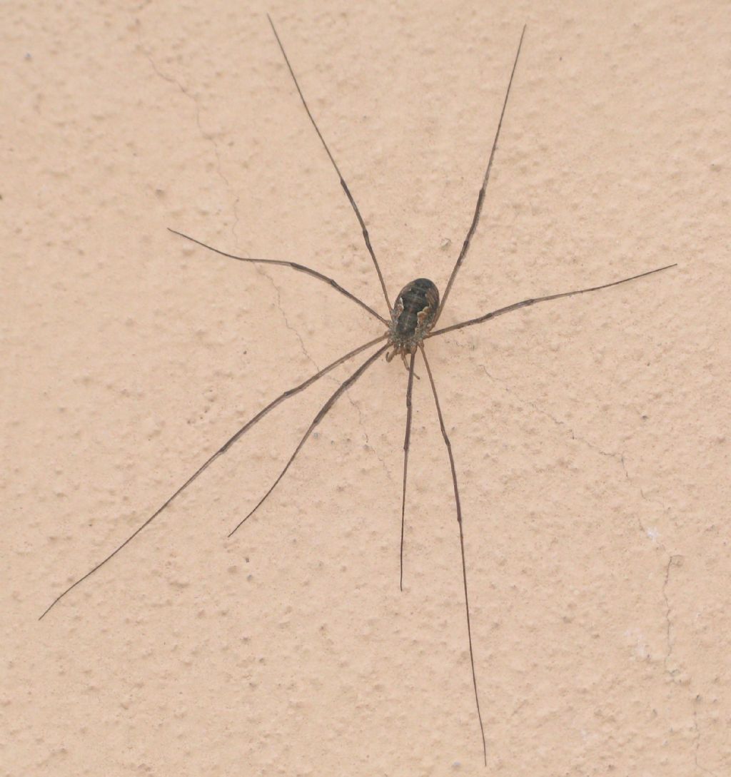 Phalangium (?) degli Colli piacentini