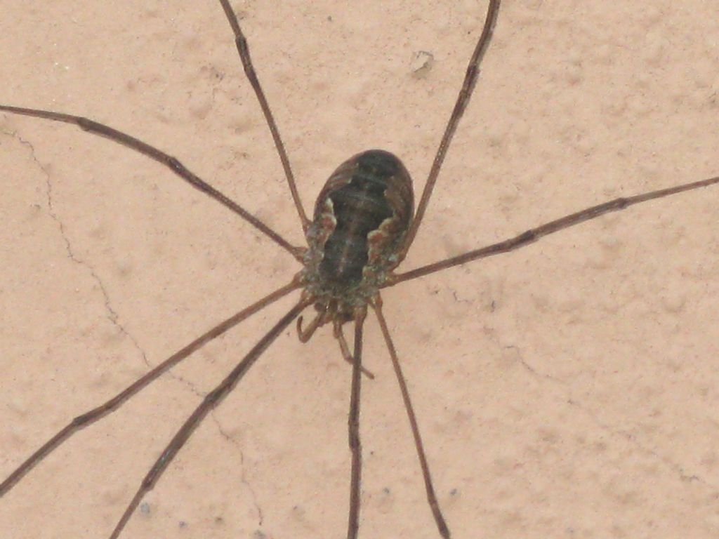 Phalangium (?) degli Colli piacentini