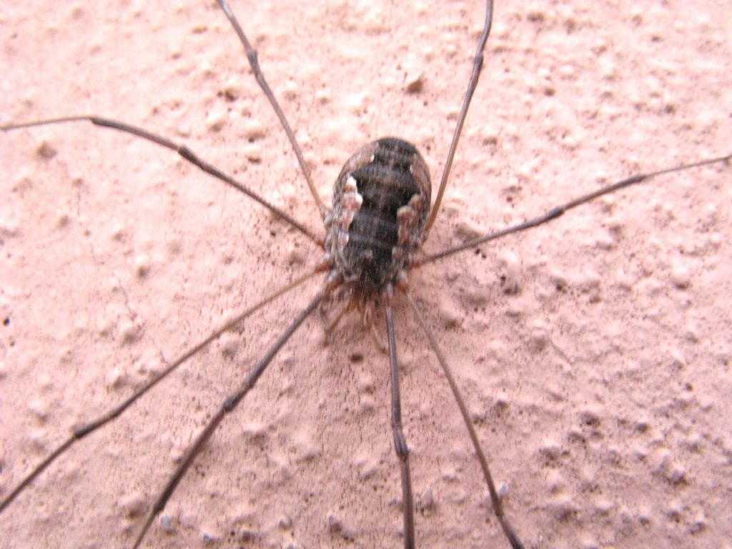 Phalangium (?) degli Colli piacentini