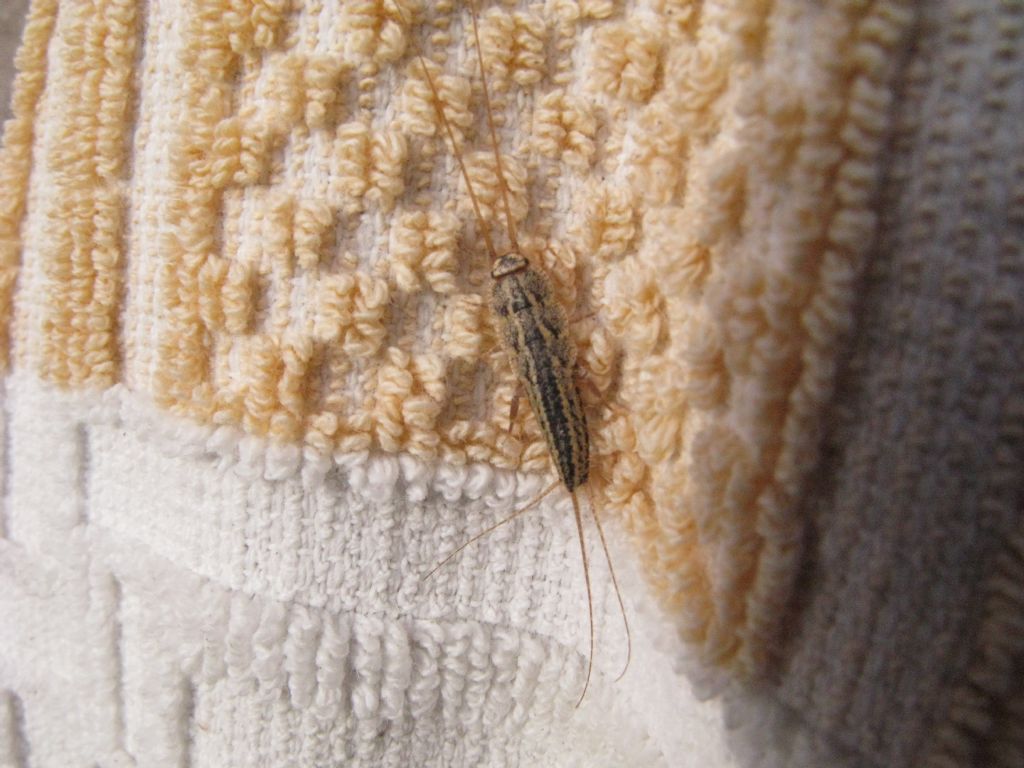 Lepismatidae - Thermobia domestica