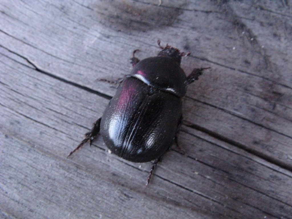 da id.  scarabeo ? Pentodon sp.