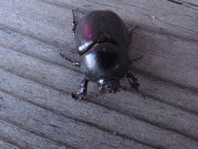 da id.  scarabeo ? Pentodon sp.