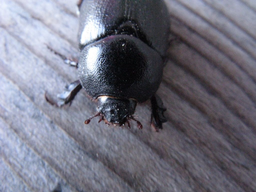 da id.  scarabeo ? Pentodon sp.