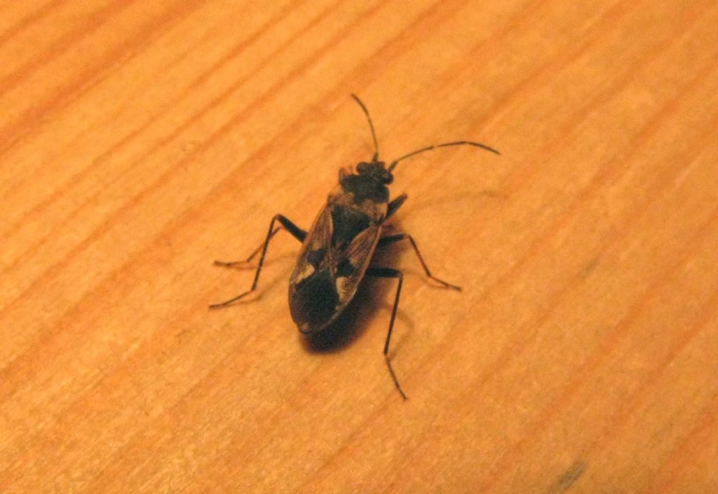 Lygaeidae: Rhyparochromus vulgaris dell''Emilia (PC)