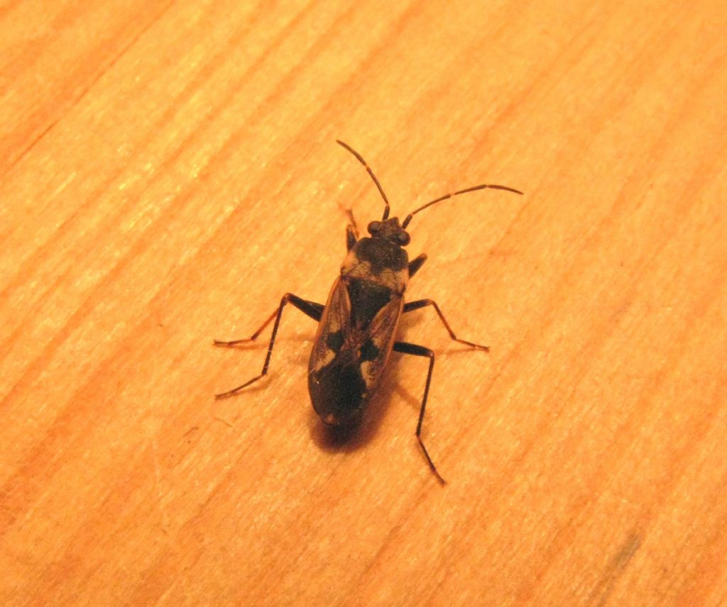 Lygaeidae: Rhyparochromus vulgaris dell''Emilia (PC)