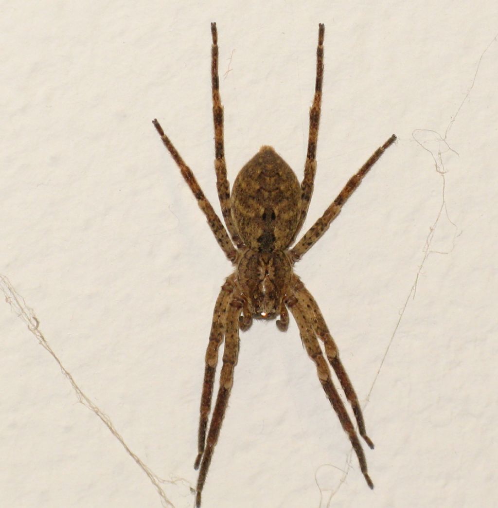 Zoropsis sp. - Ziano Piacentino (PC)