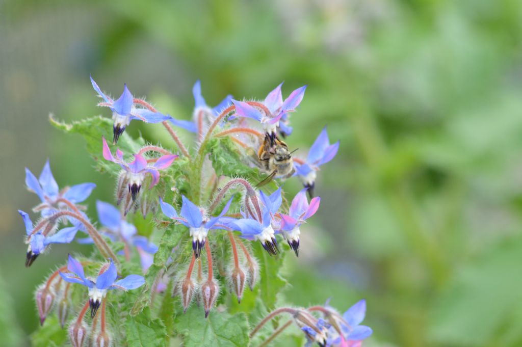 Femmina di Anthophora sp.