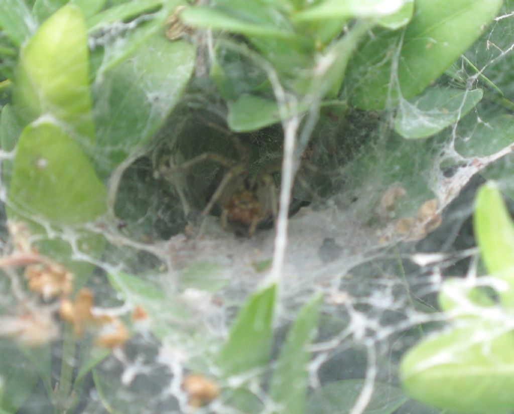 Agelena labyrinthica - Valtidone (PC)