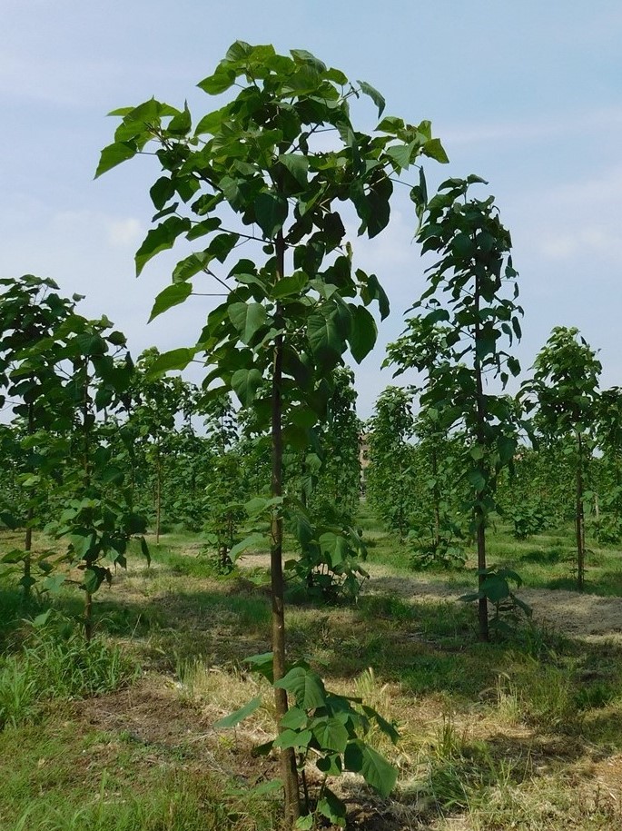 Paulownia tomentosa