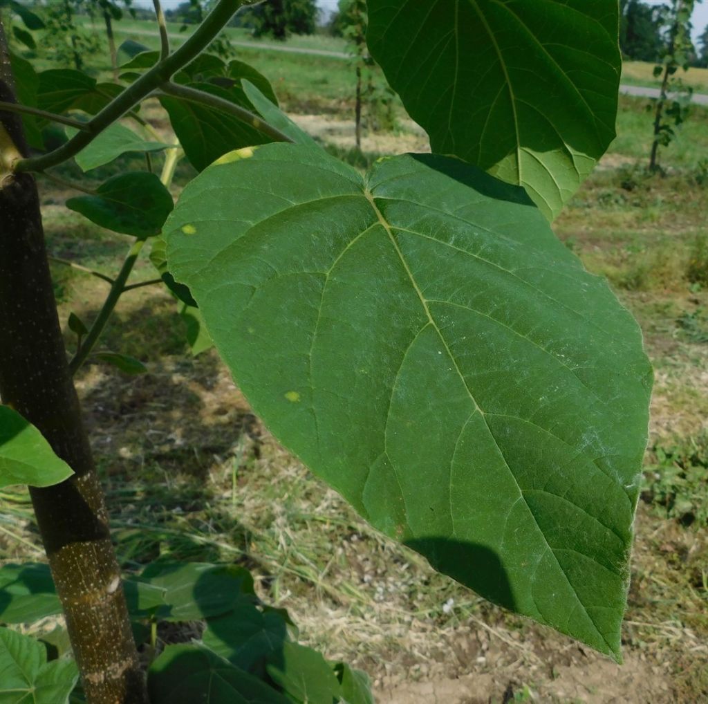 Paulownia tomentosa