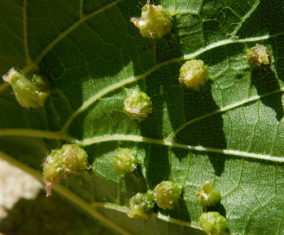 Phylloxeridae: Daktulosphaira vitifoliae (galle)