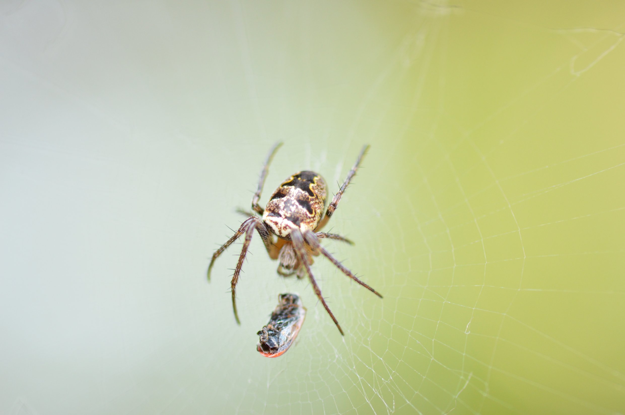 Quale Araneus? No. Zilla diodia - Valtidone (PC)