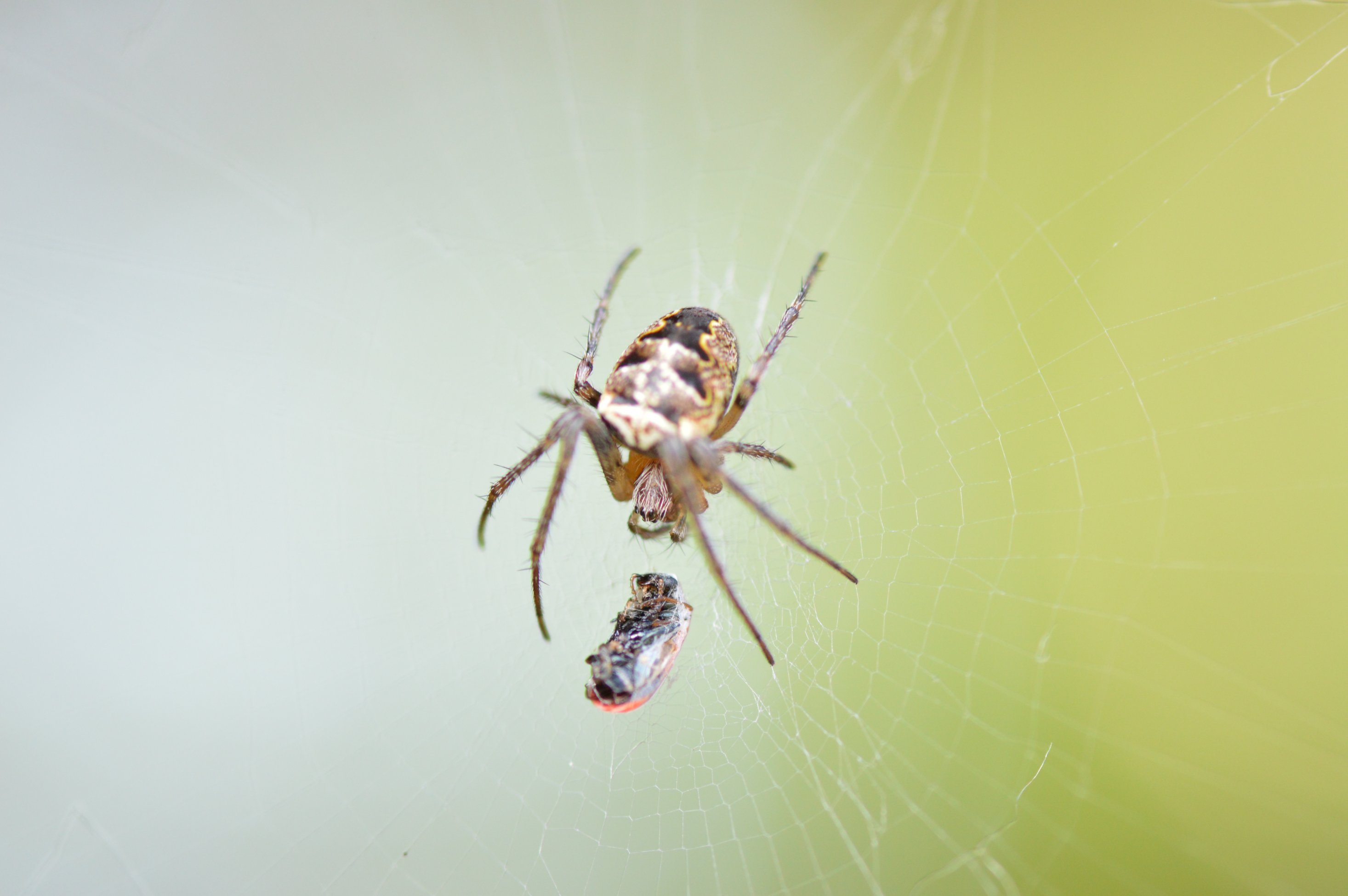 Quale Araneus? No. Zilla diodia - Valtidone (PC)