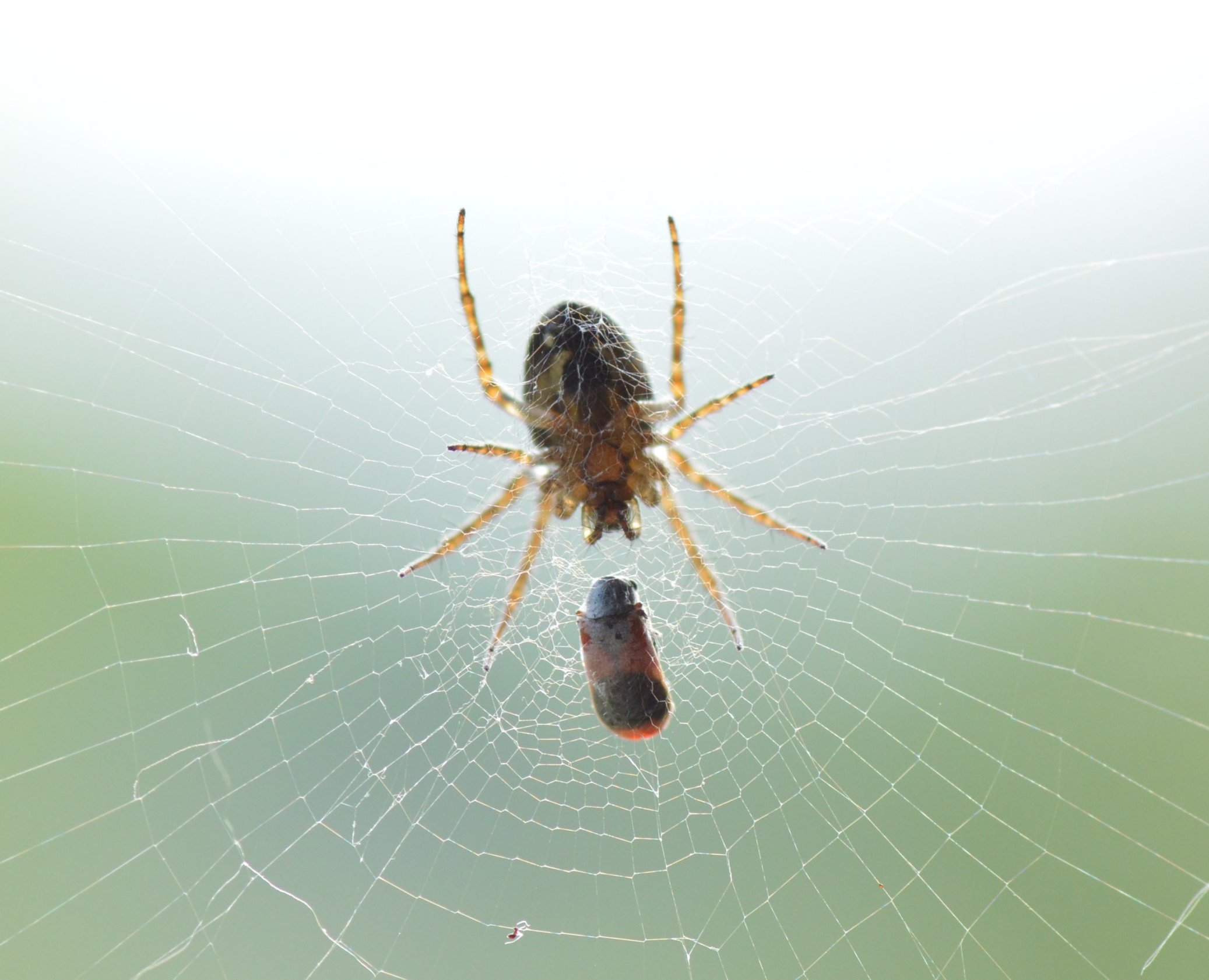 Quale Araneus? No. Zilla diodia - Valtidone (PC)