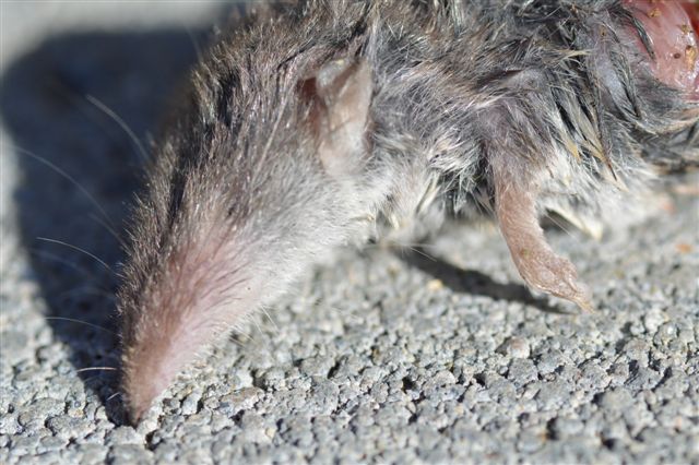 Crocidura sp. - Colline piacentine