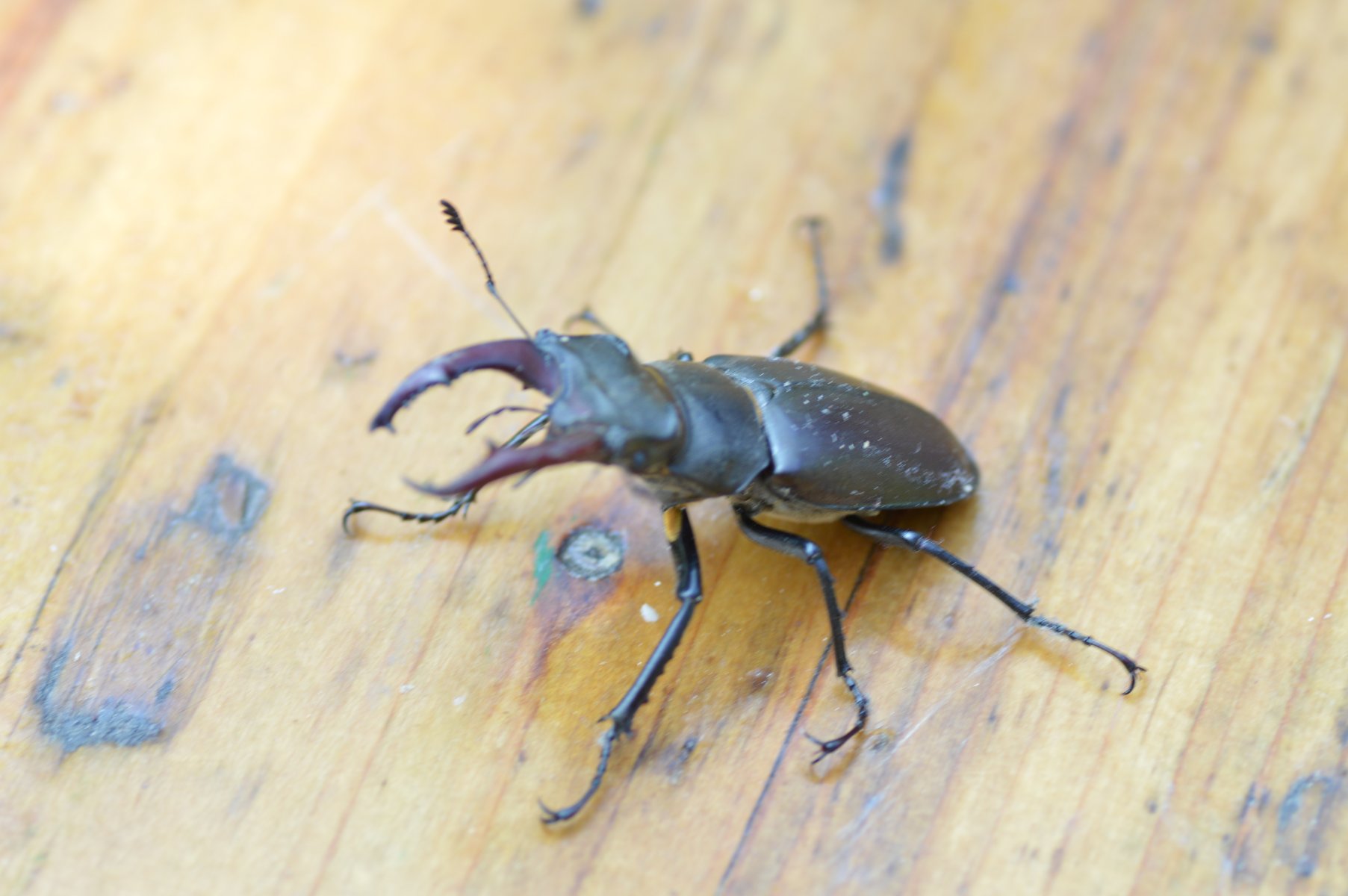 Due gradite visite...: Lucanus cervus (Lucanidae) e Oryctes nasicornis (Dynasidae), maschi
