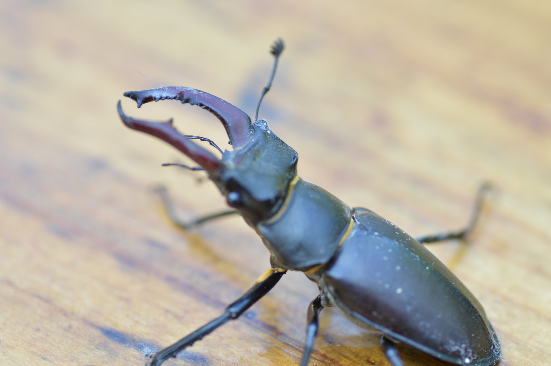 Due gradite visite...: Lucanus cervus (Lucanidae) e Oryctes nasicornis (Dynasidae), maschi