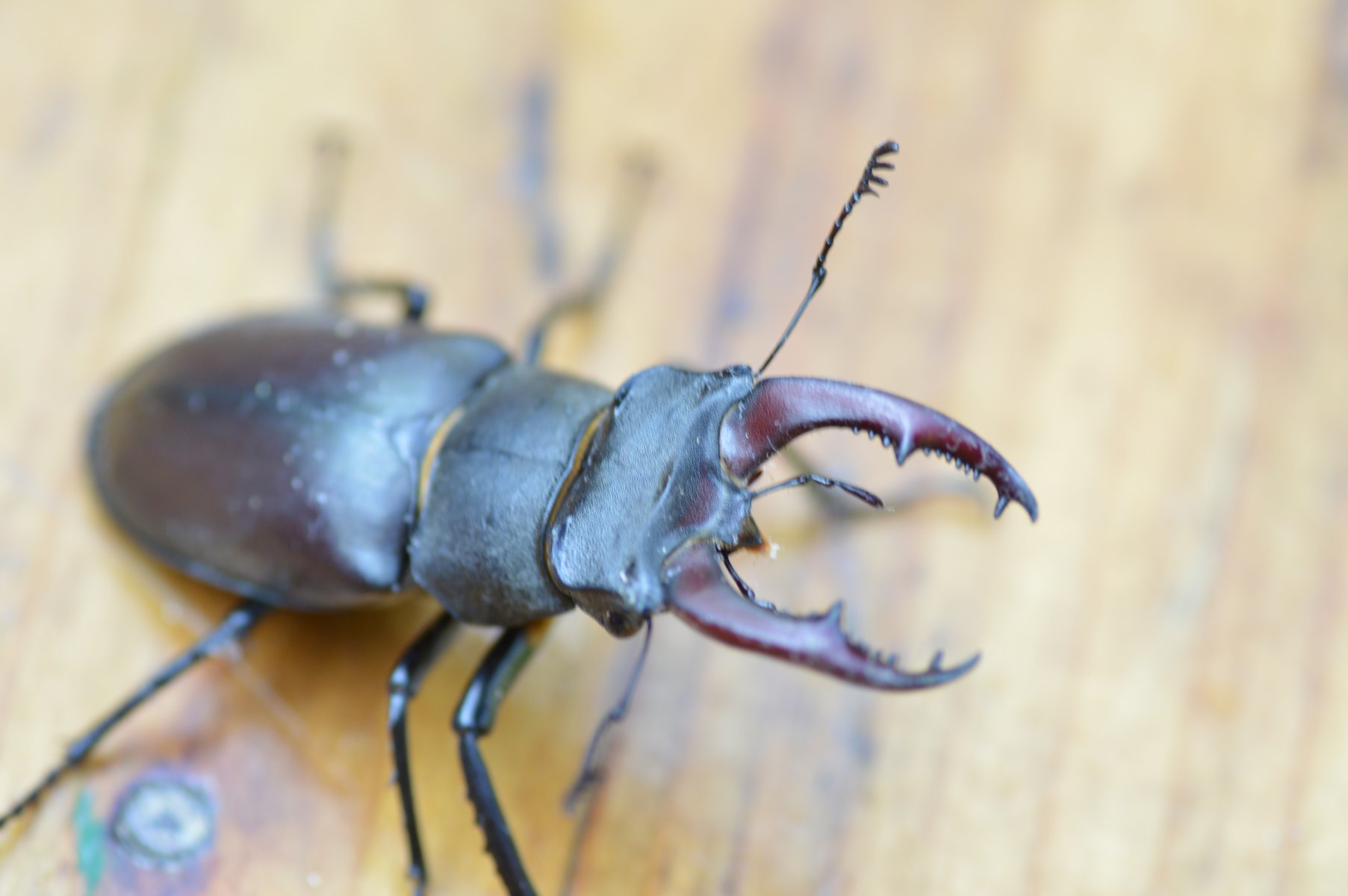 Due gradite visite...: Lucanus cervus (Lucanidae) e Oryctes nasicornis (Dynasidae), maschi