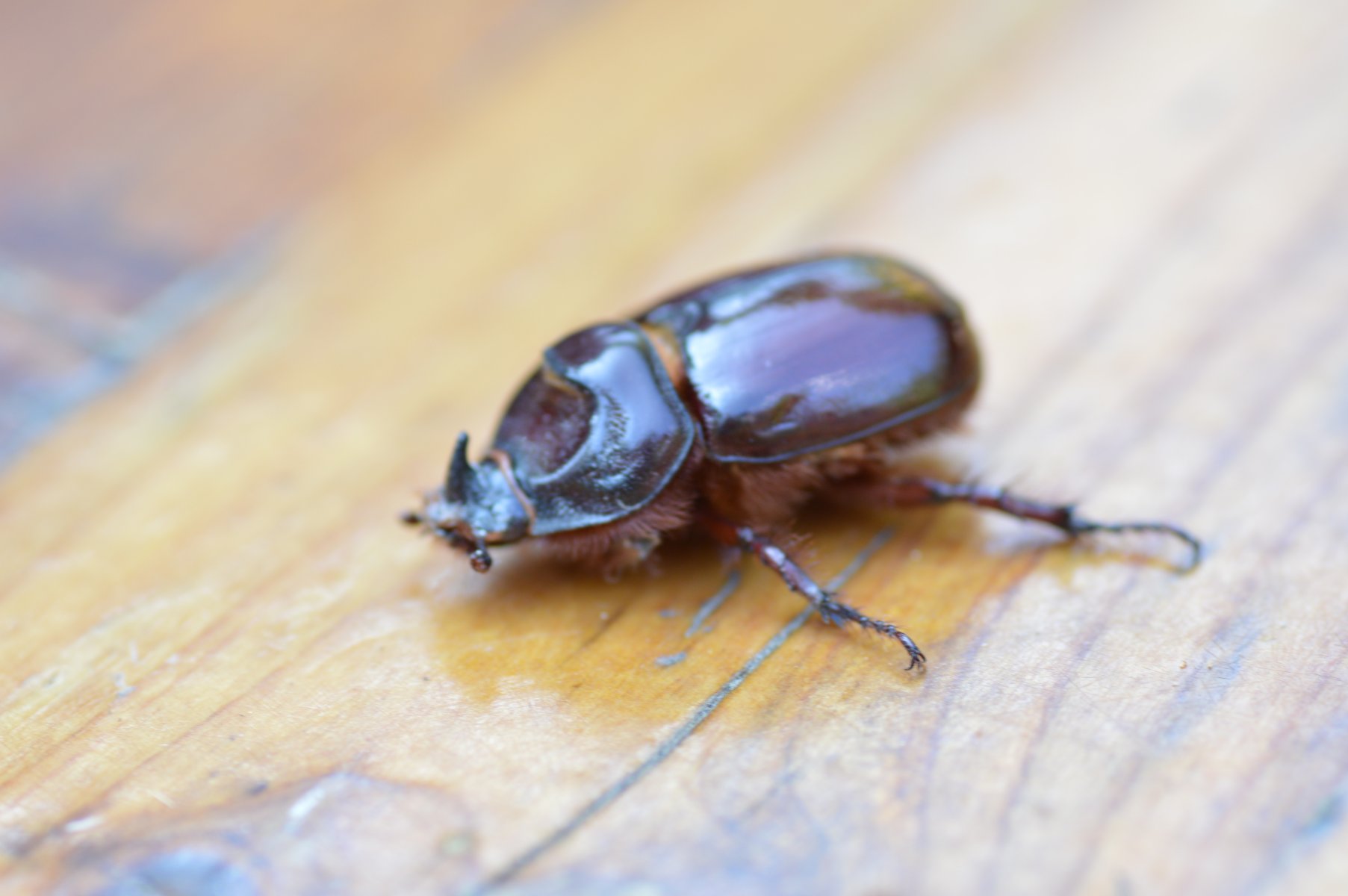 Due gradite visite...: Lucanus cervus (Lucanidae) e Oryctes nasicornis (Dynasidae), maschi