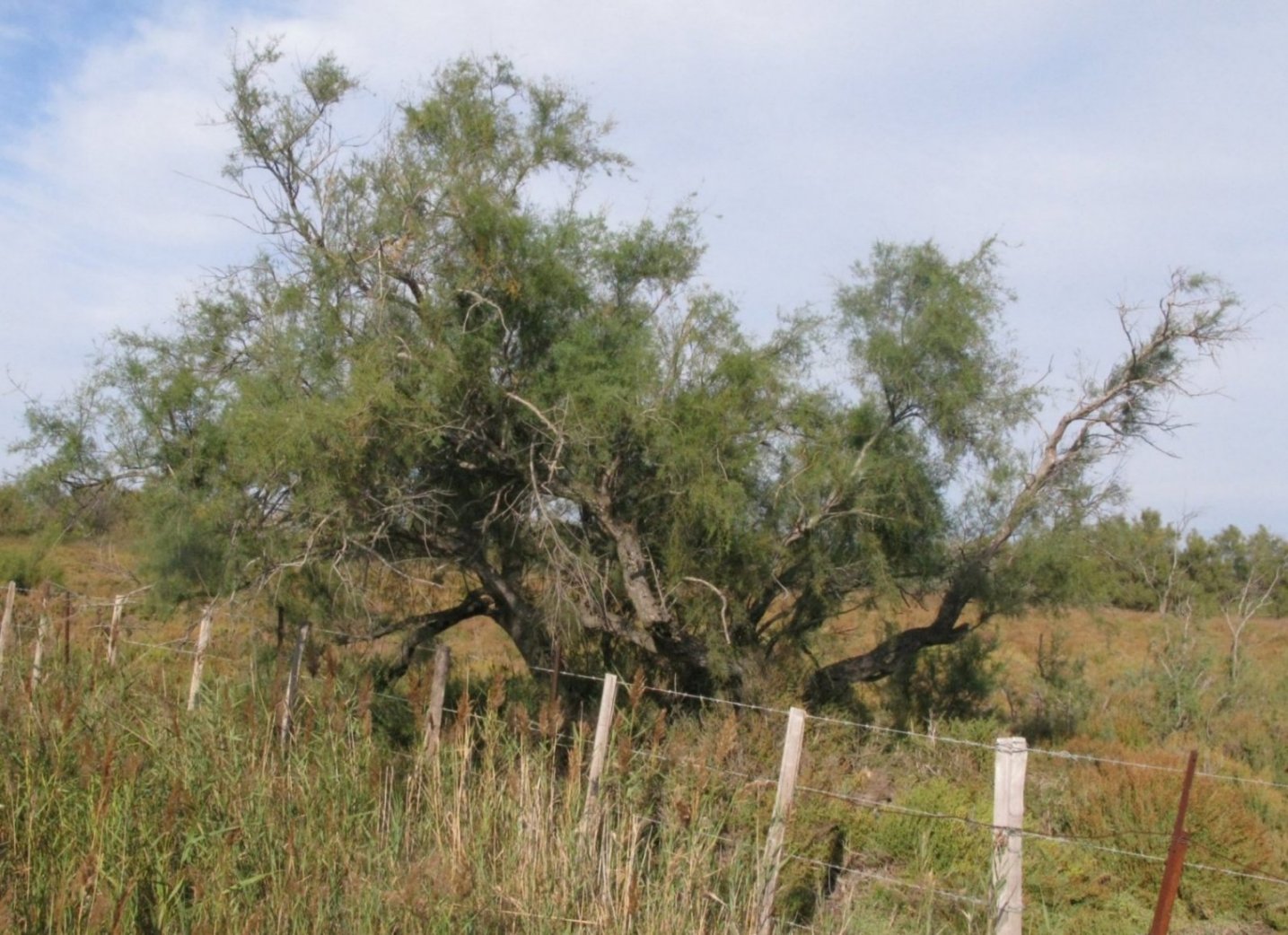 Camargue, id. - Tamarix sp.