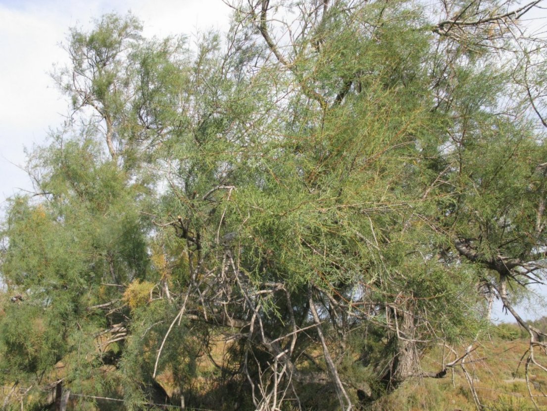 Camargue, id. - Tamarix sp.